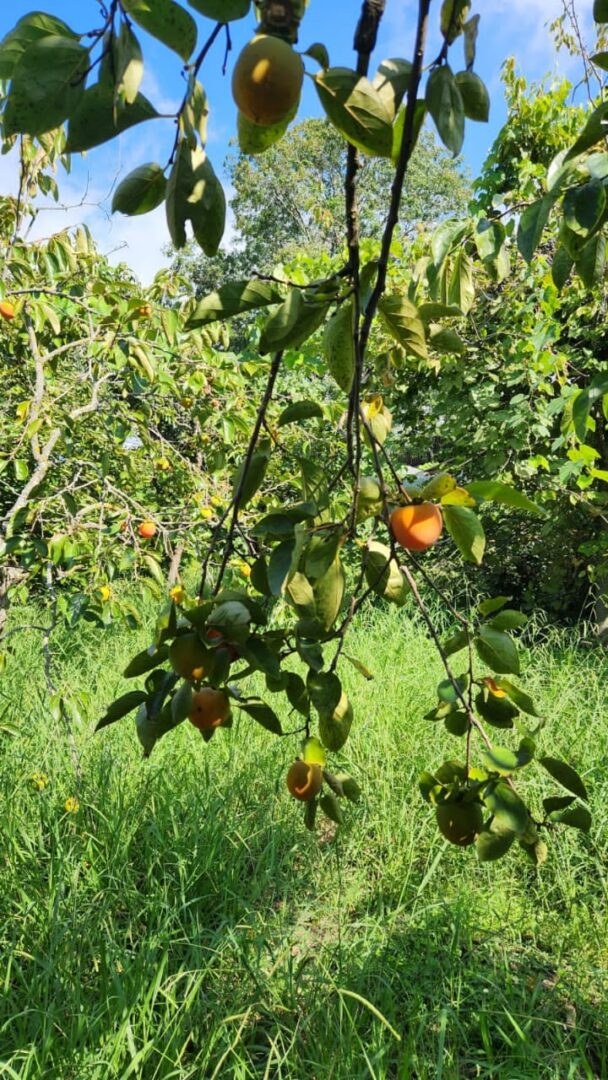 Продается дом